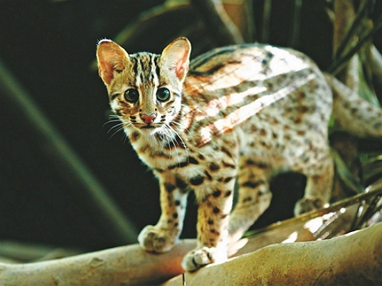 石虎／台灣石虎保育協會 提供（李偉傑 攝）