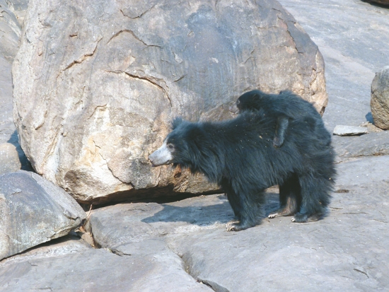 懶熊母子／L. Shyamal 提供