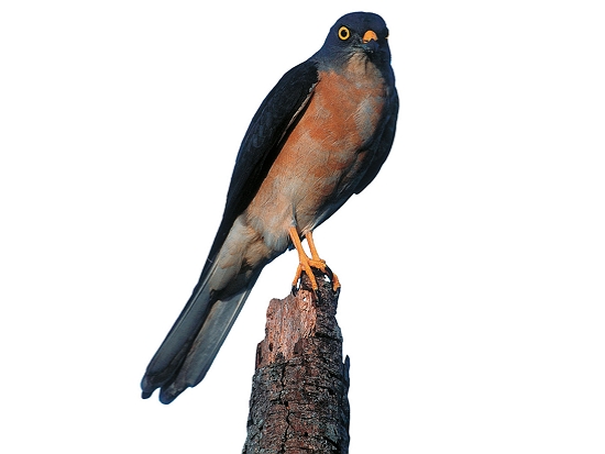 赤腹鷹／墾管處 提供