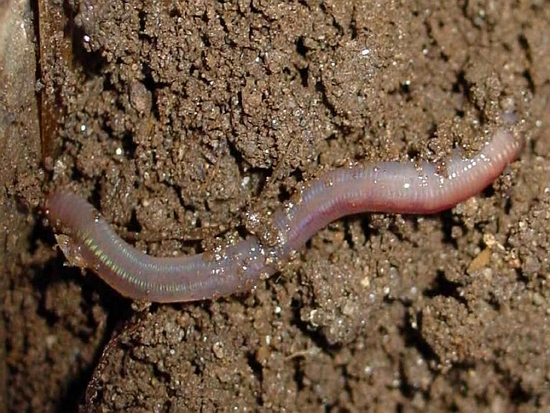 蚯蚓／Luis Miguel Bugallo Sánchez 提供