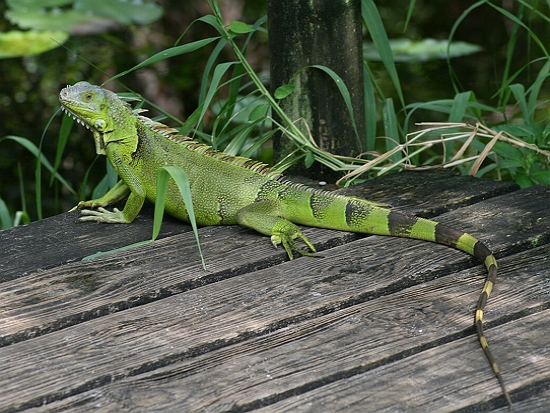 綠鬣蜥／Korall 提供