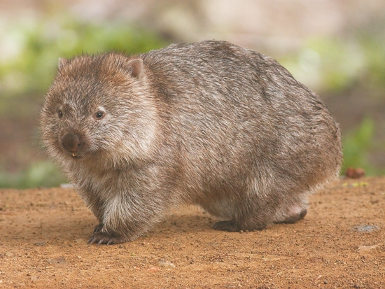 袋熊／JJ Harrison 提供