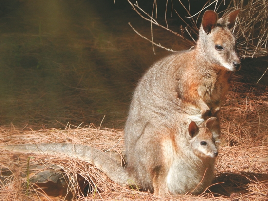 袋鼠／Oliver C. Stringham 提供