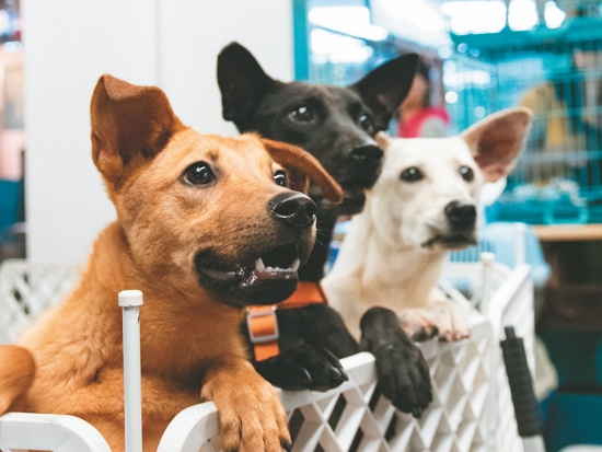 待領養的狗狗／tonyfortku 提供