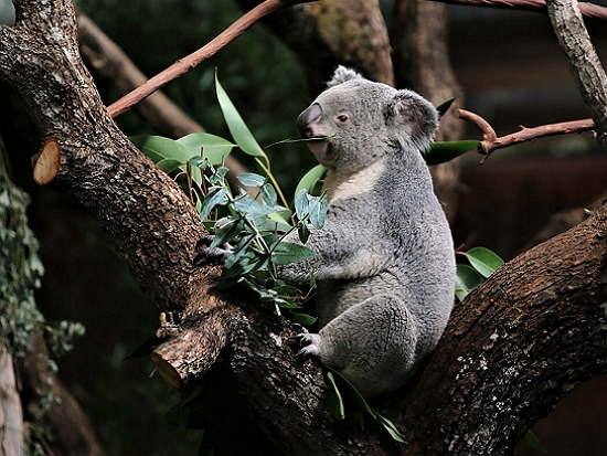 無尾熊／Lutz Fischer-Lamprecht 提供