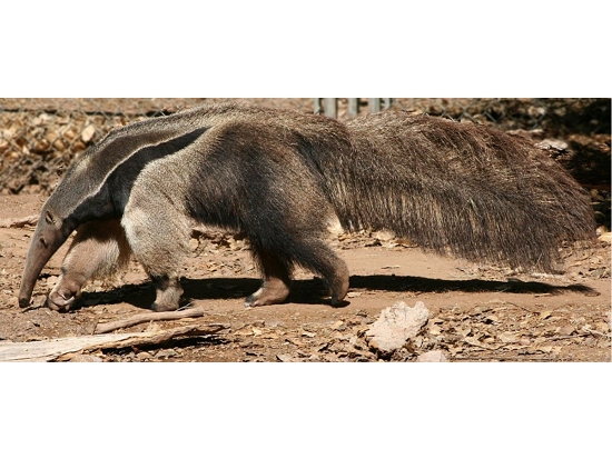 大食蟻獸／公有領域