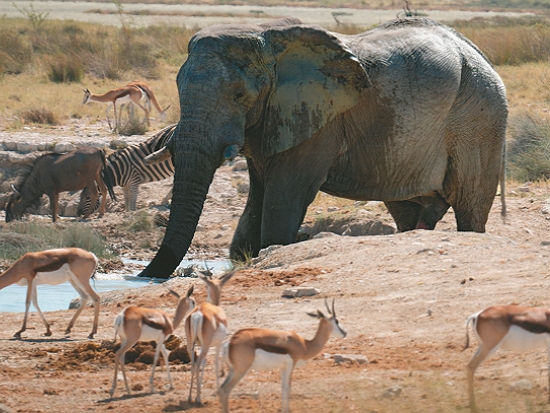 非洲大地上的野生動物／Jürgen_Bierlein 提供
