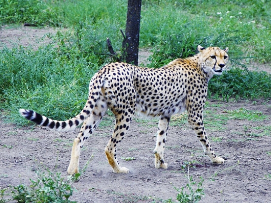 獵豹/Prof.Chen Hualin 提供