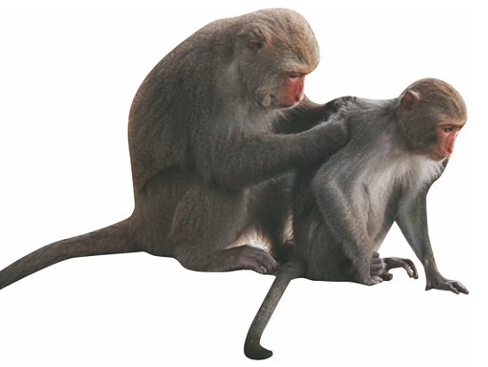 臺灣獼猴／黃聿訢 提供