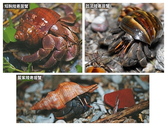 墾丁常見寄居蟹／許嘉軒 提供