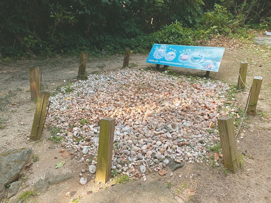 為寄居蟹打造的快樂天堂／黃淑凰 提供