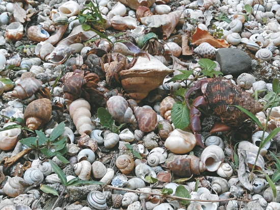 換殼中的寄居蟹／黃淑凰 提供