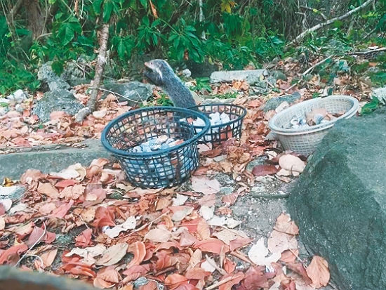 鏡頭記錄下食蟹獴食用寄居蟹的身影／黃淑凰 提供