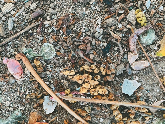 被食用後的寄居蟹殘骸／許嘉軒 提供