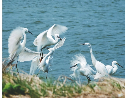 海岸與濕地也由國家公園署專責管理，為國土保育串起守護網絡。（圖為台江國家公園）／台管處提供