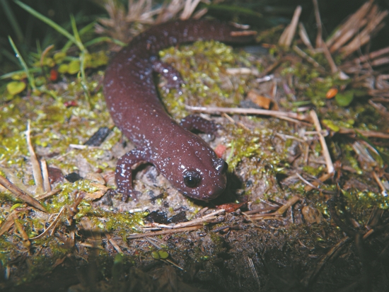 身上帶有點點星芒的觀霧山椒魚／雪管處提供