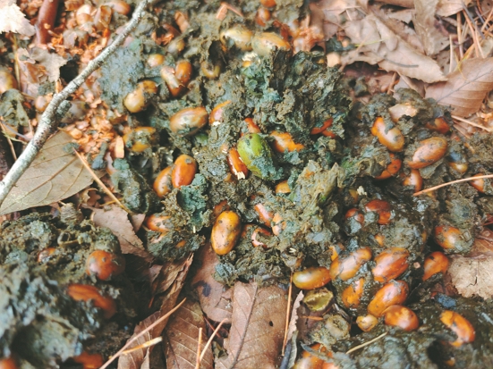 臺灣黑熊排遺／玉管處提供