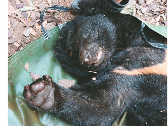 斷掌的臺灣黑熊／玉管處提供
