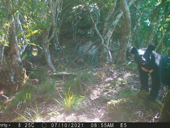 臺灣黑熊研究團隊架設的自動相機越來越常有黑
熊入鏡