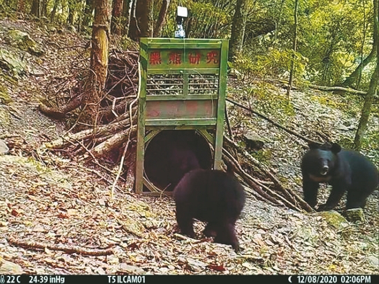 塔塔加地區的自動相機捕捉到黑熊母子身影