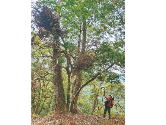 臺灣黑熊會在樹上和地面築巢，目前世界上其他
地區未發現會在地面築巢的熊類／玉管處提供