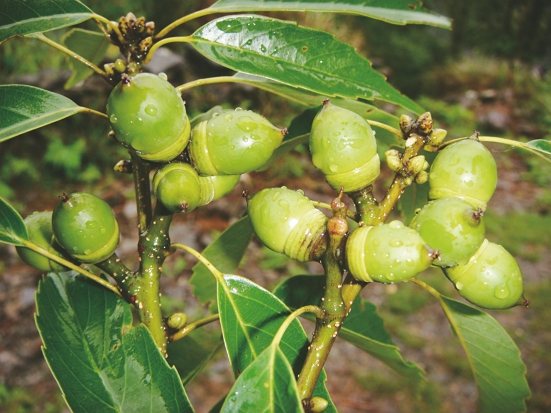 秋冬季節，臺灣黑熊喜食青剛櫟貯存能量／玉管處、社團法人臺灣黑熊保育協會提供