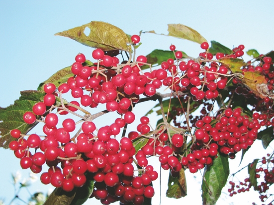 顏色吸睛的呂宋莢蒾也是臺灣黑熊喜愛的食物之一／玉管處、社團法人臺灣黑熊保育協會提供