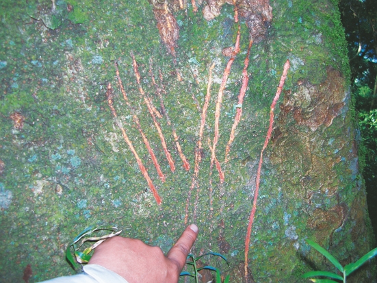 臺灣黑熊爪印／玉管處提供 