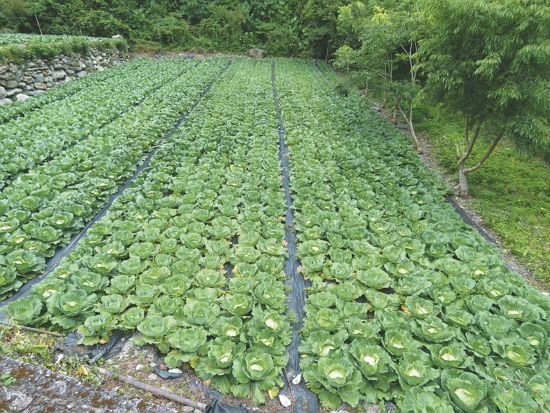 有機高麗菜田區