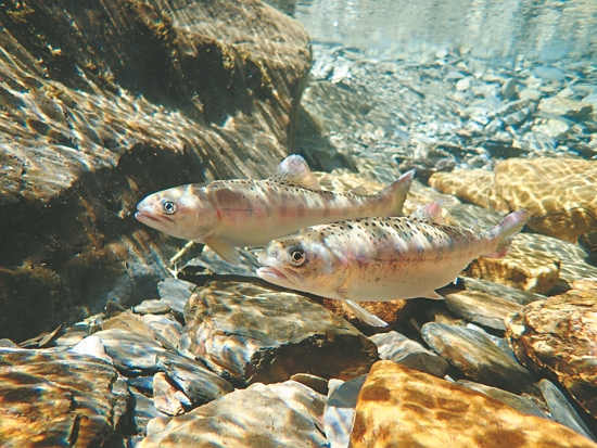 攝影作品臺灣櫻花鉤吻鮭