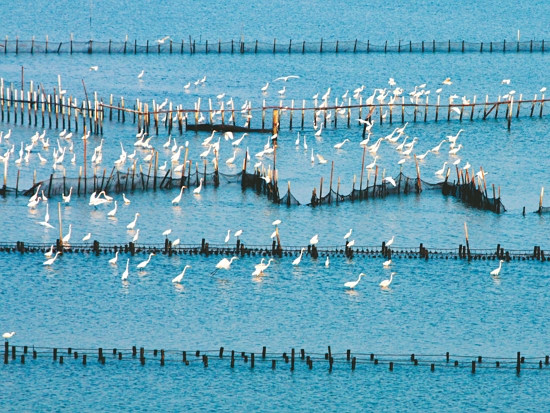 台江國家公園內的潟湖景觀／台管處提供