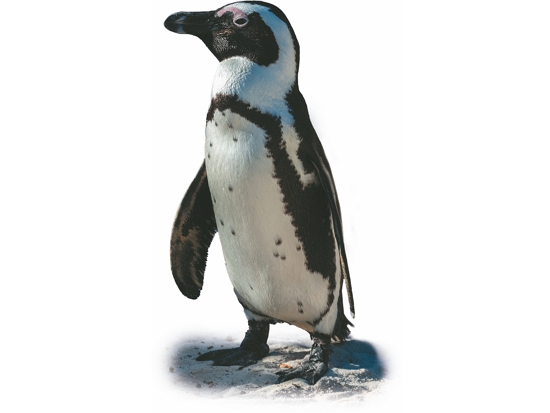 斑嘴環企鵝／ Diego Delso攝
（delso.photo, License CC-BY-SA）