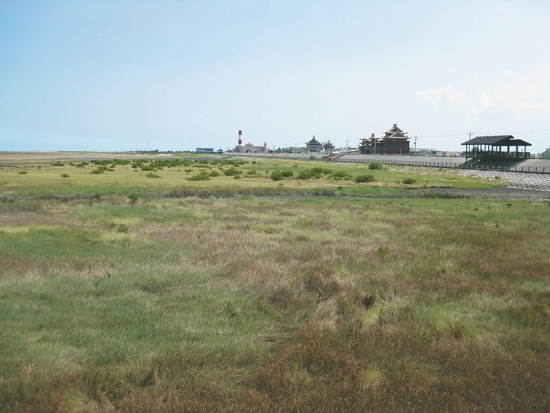 高美溼地核心區長滿雲林莞草／ Yiken 提供
（ 來源：https://commons.wikimedia.org/wiki/File:Panoramic_of_Gaomei_Wetland.JPG）