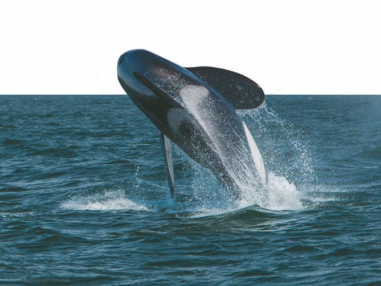 虎鯨／mikebaird 提供（來源：https://www.flickr.
com/photos/72825507@N00/13955958147）