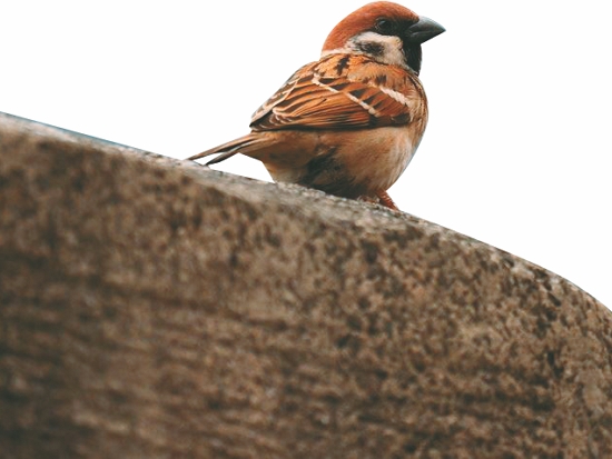 麻雀／太管處提供