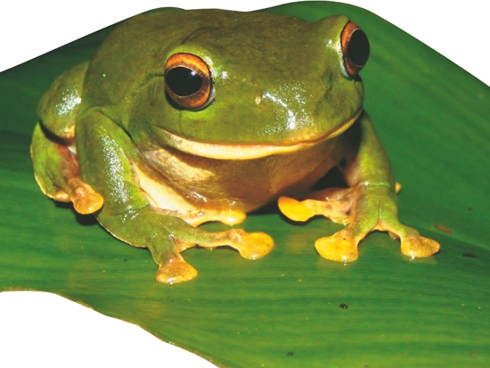 莫氏樹蛙／雪管處提供