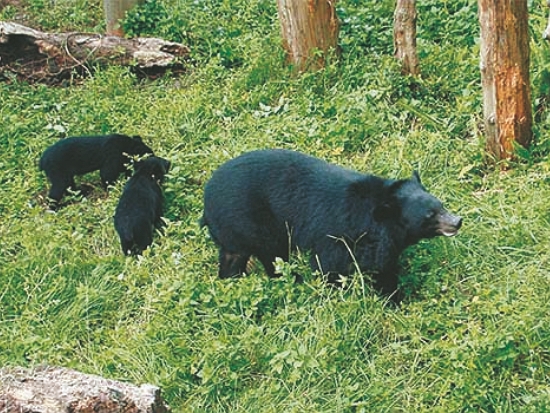 臺灣黑熊／玉管處提供