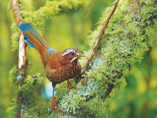 臺灣噪鶥（葉世賢攝）
