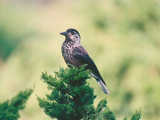 星鴉（陳加盛攝）