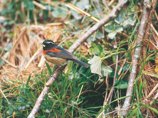 叼著蟲子的栗背林鴝雄鳥（廖東坤攝）