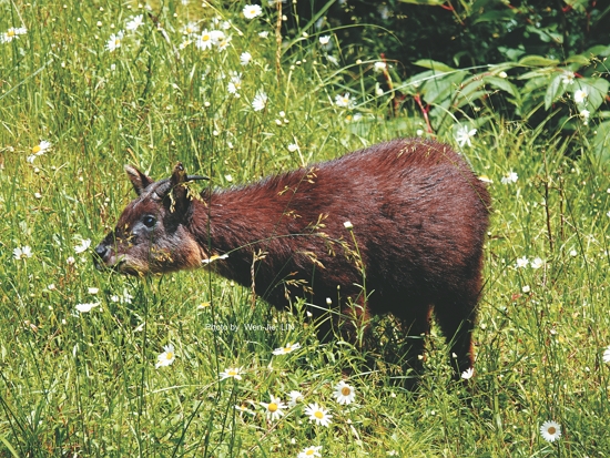 臺灣野山羊（林文傑攝）