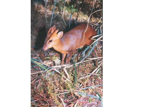 山羌（李嘉鑫攝）