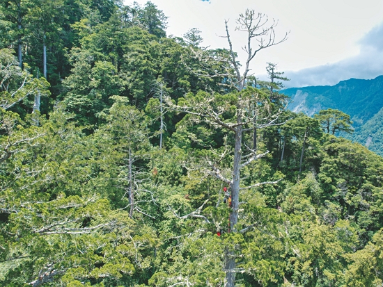 奮力往上爬，只為找到臺灣最高的冠軍樹