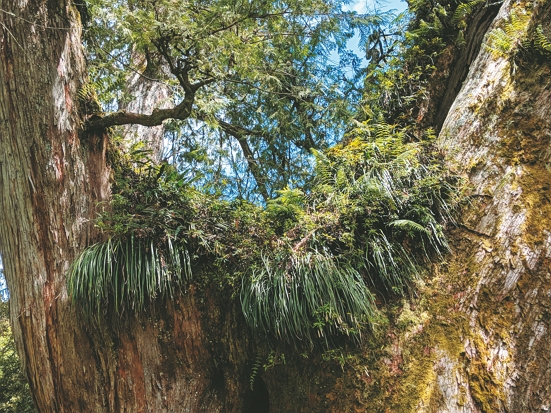 樹冠層上共超過30種附生植物，像個小小花園