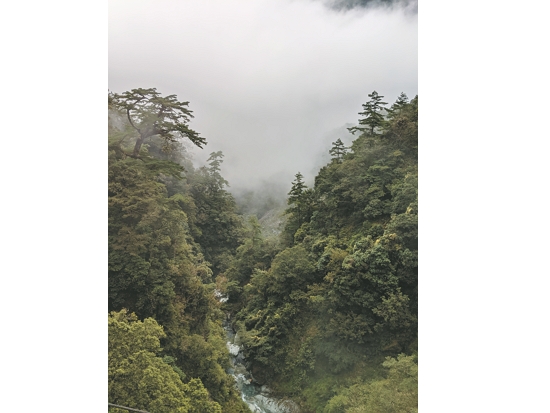 霧林帶是巨木之鄉（圖為玉山國家公園內拉庫拉庫溪上游）