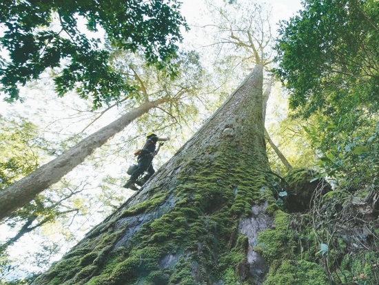 研究團隊展開艱辛但熱血的尋樹之旅