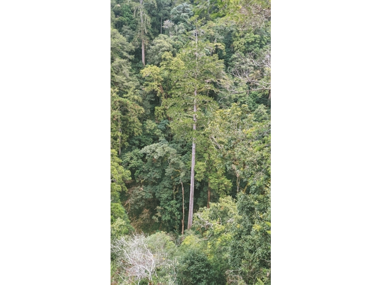 84.1公尺的「大安溪倚天劍」是目前發現臺灣最高的樹