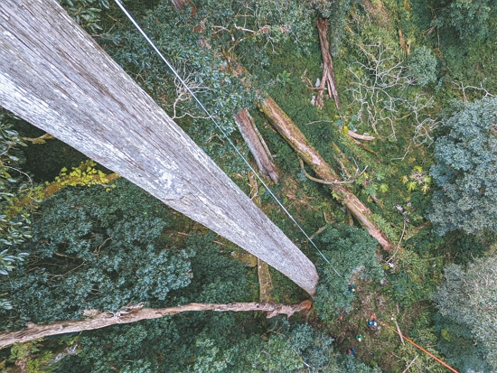 攀樹中望向地面的景象