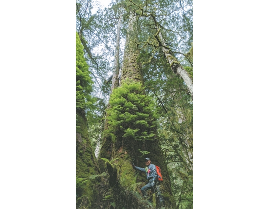 桃山神木上的小膜蓋蕨綠意盎然