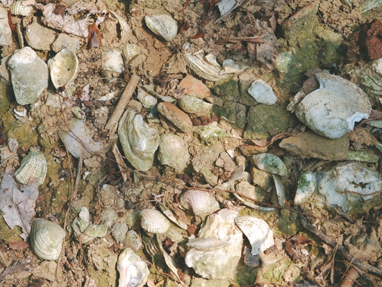 貝塚遺址的貝殼露出地表